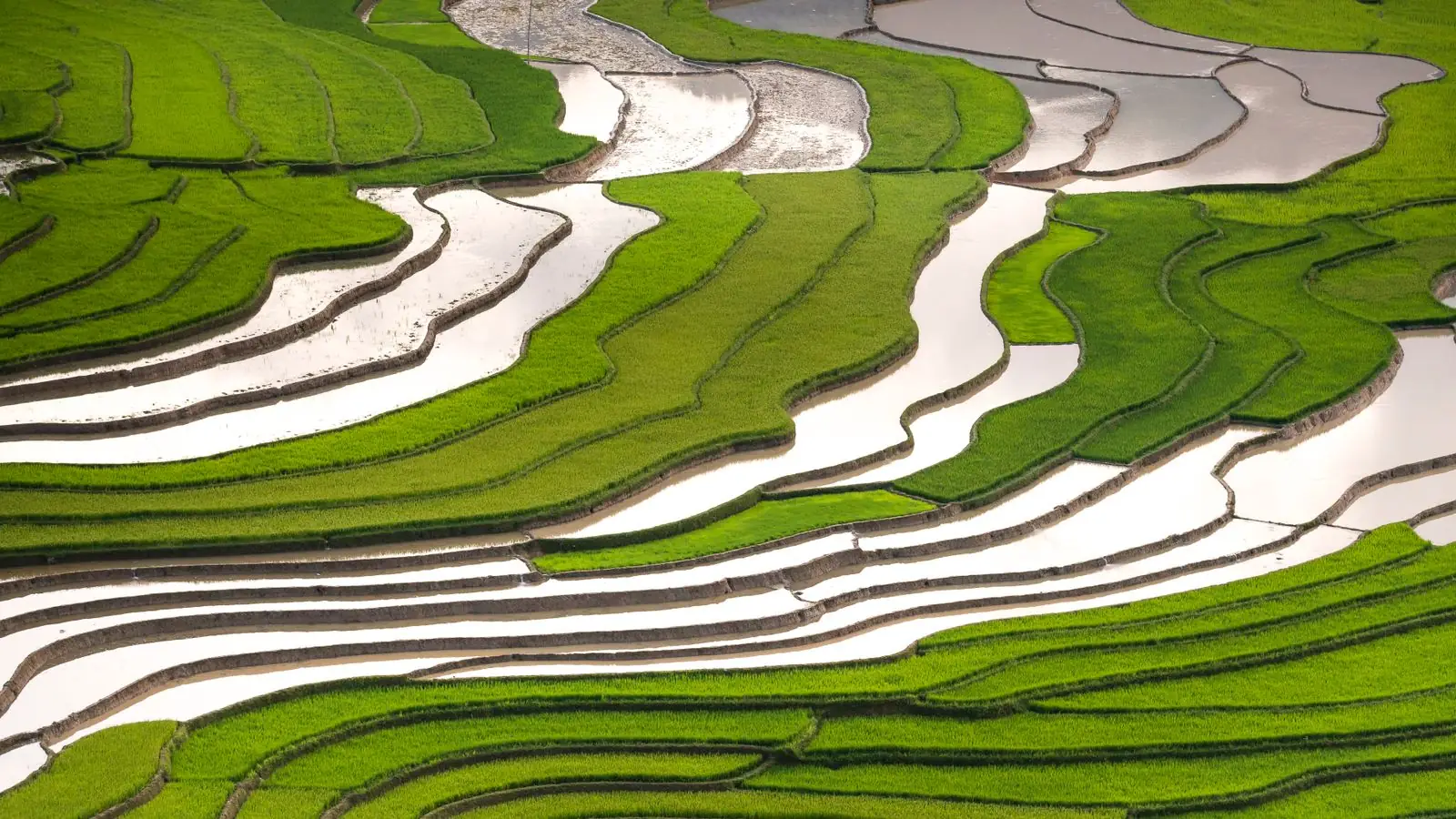 Terasering sawah hijau dilihat dari udara (foto ilustrasi)