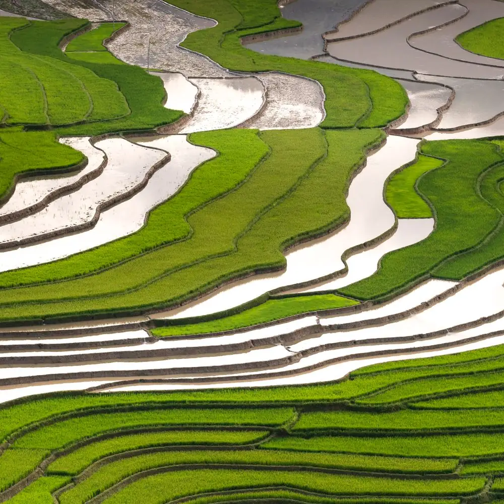Terasering sawah hijau dilihat dari udara (foto ilustrasi)