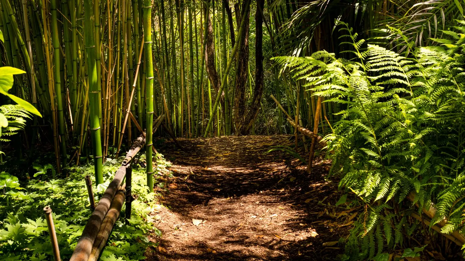 Jalan setapak di tengah hutan bambu yang teduh (foto ilustrasi)