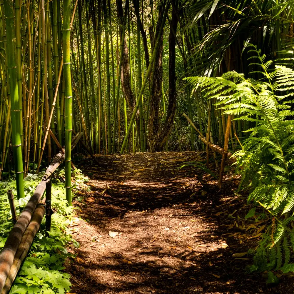 Jalan setapak di tengah hutan bambu yang teduh (foto ilustrasi)